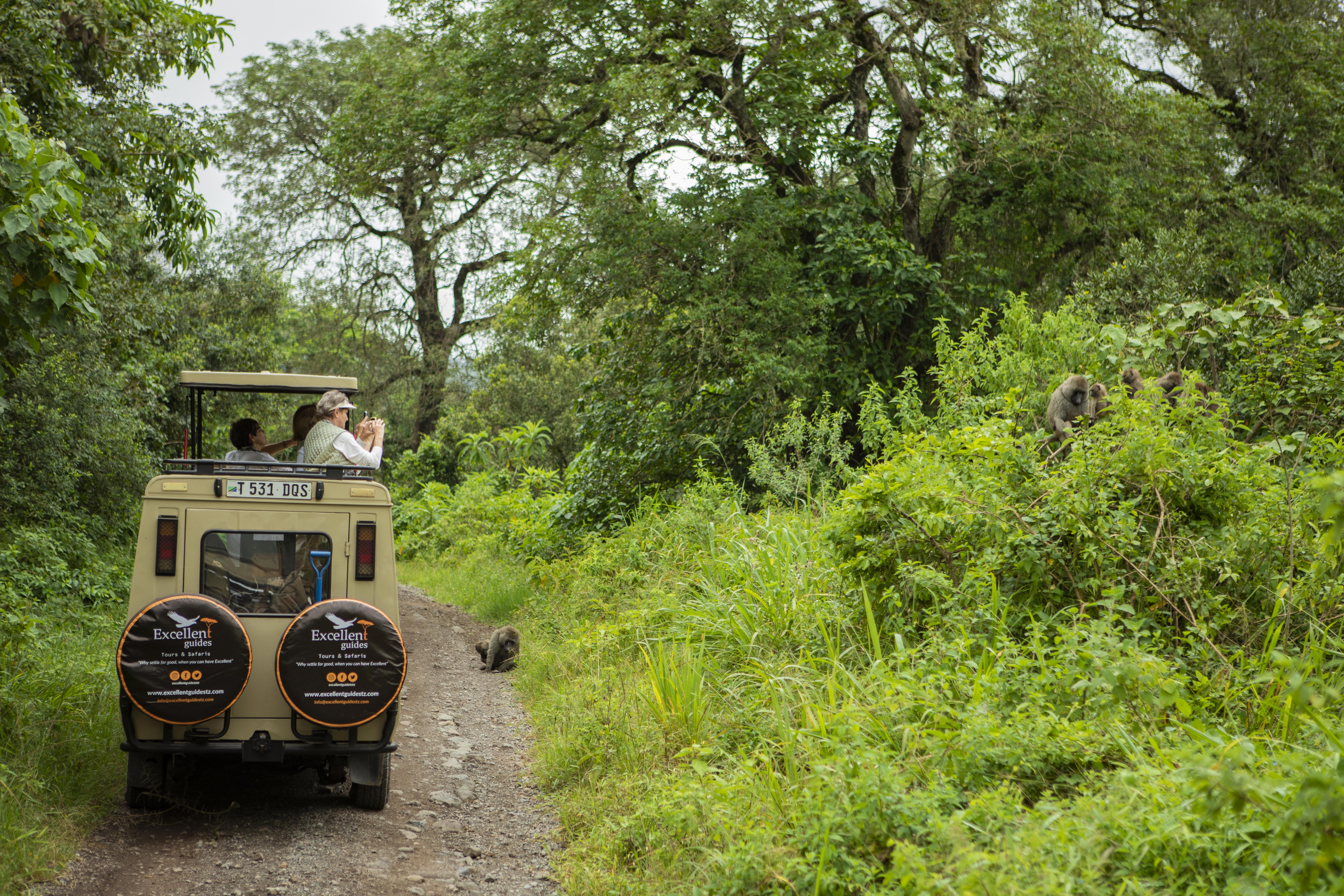 Safari vehicle and elephant on a forested northern Tanzania track