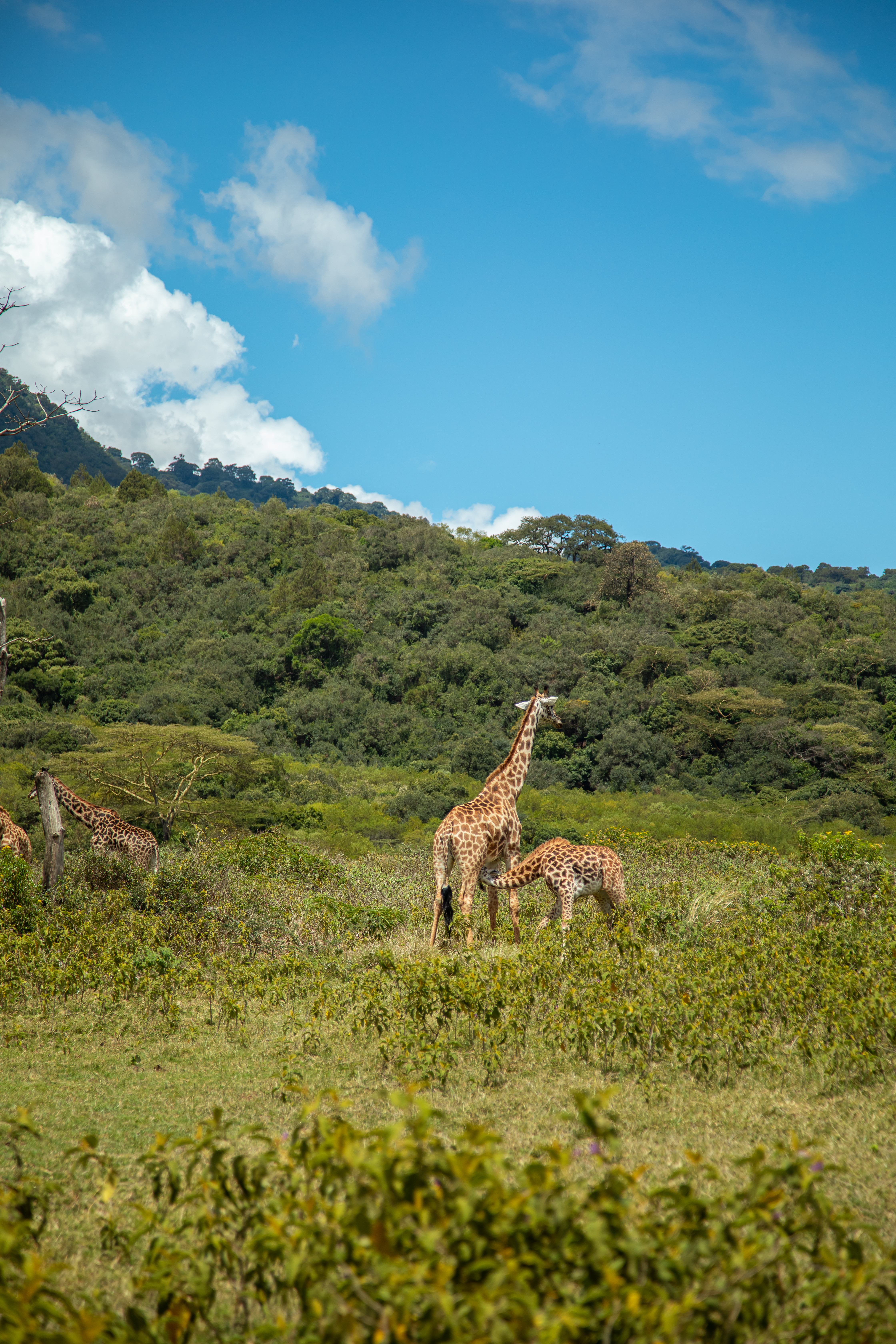 A giraffe standing among acacia trees in northern Tanzania