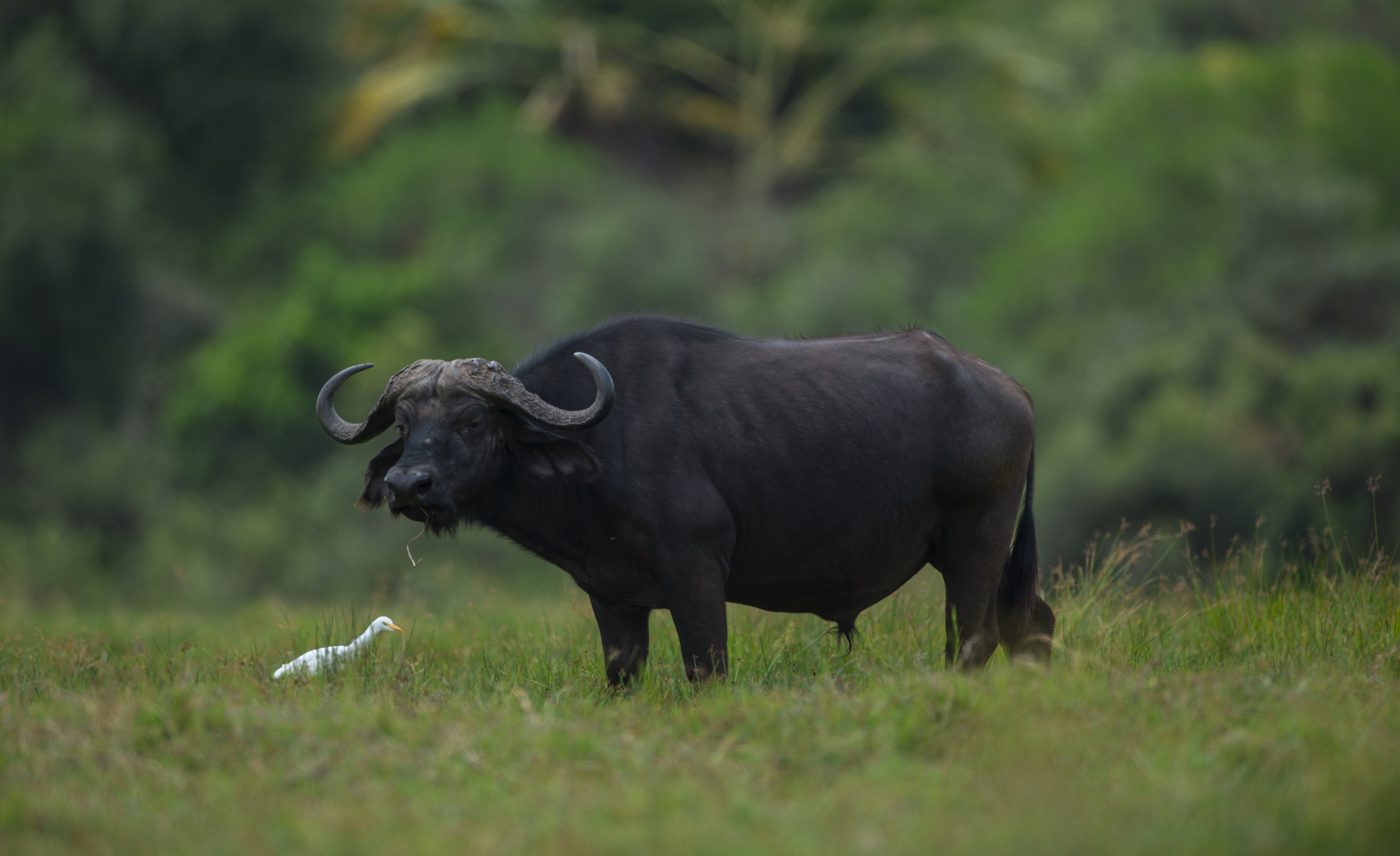 Wildlife beneath Mount Meru in Arusha National Park