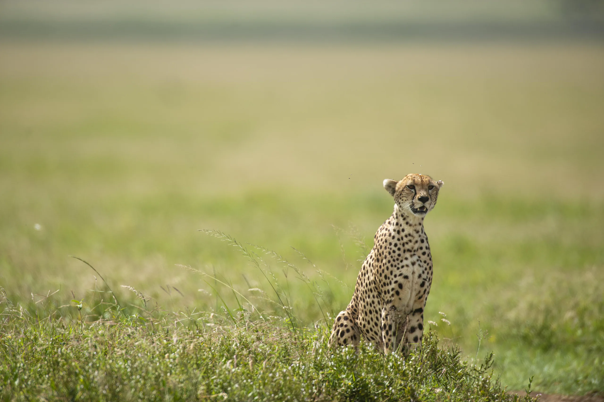 Cheetah in the open plains of Tanzania