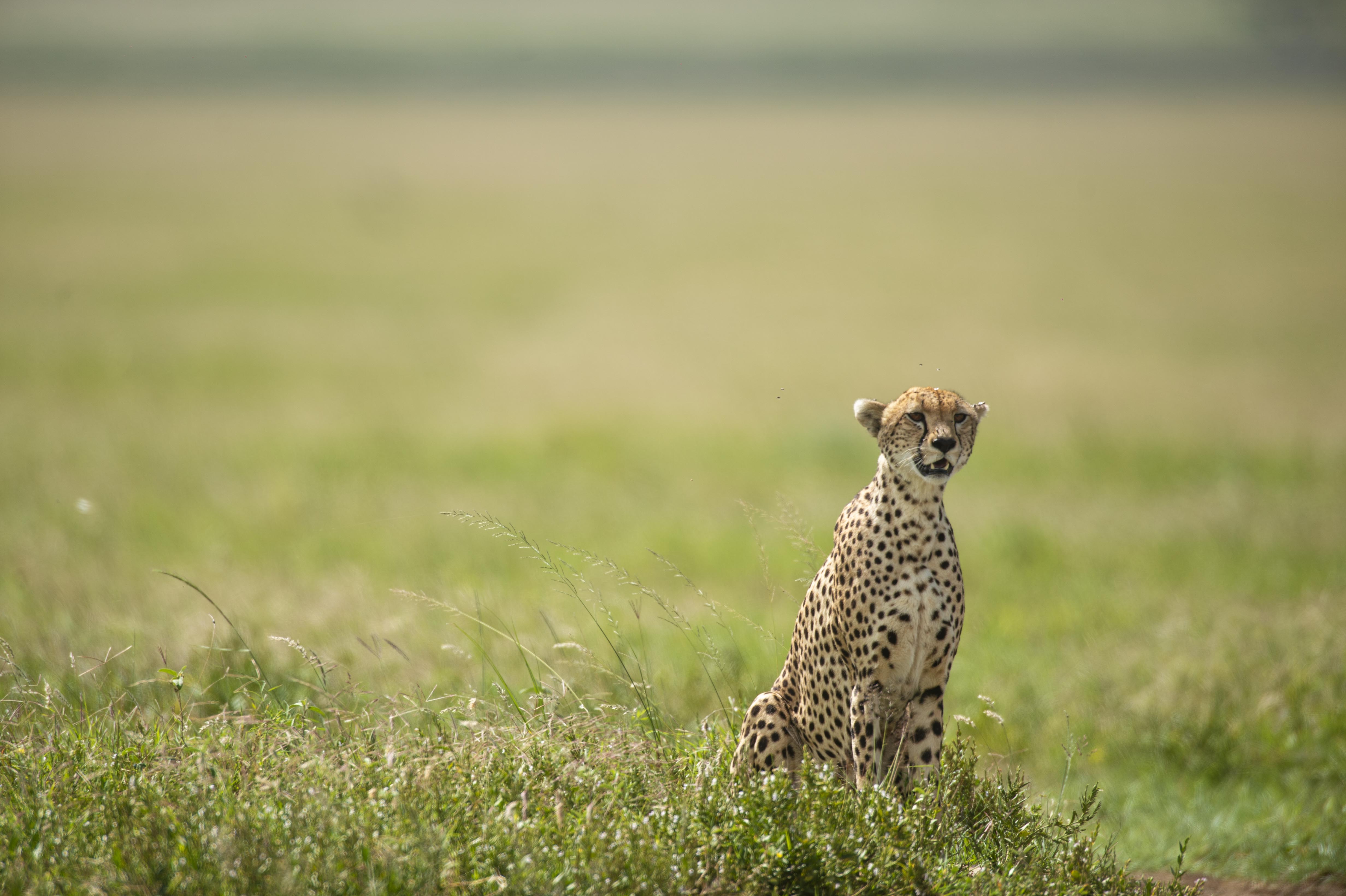 Cheetah in the open plains of Tanzania