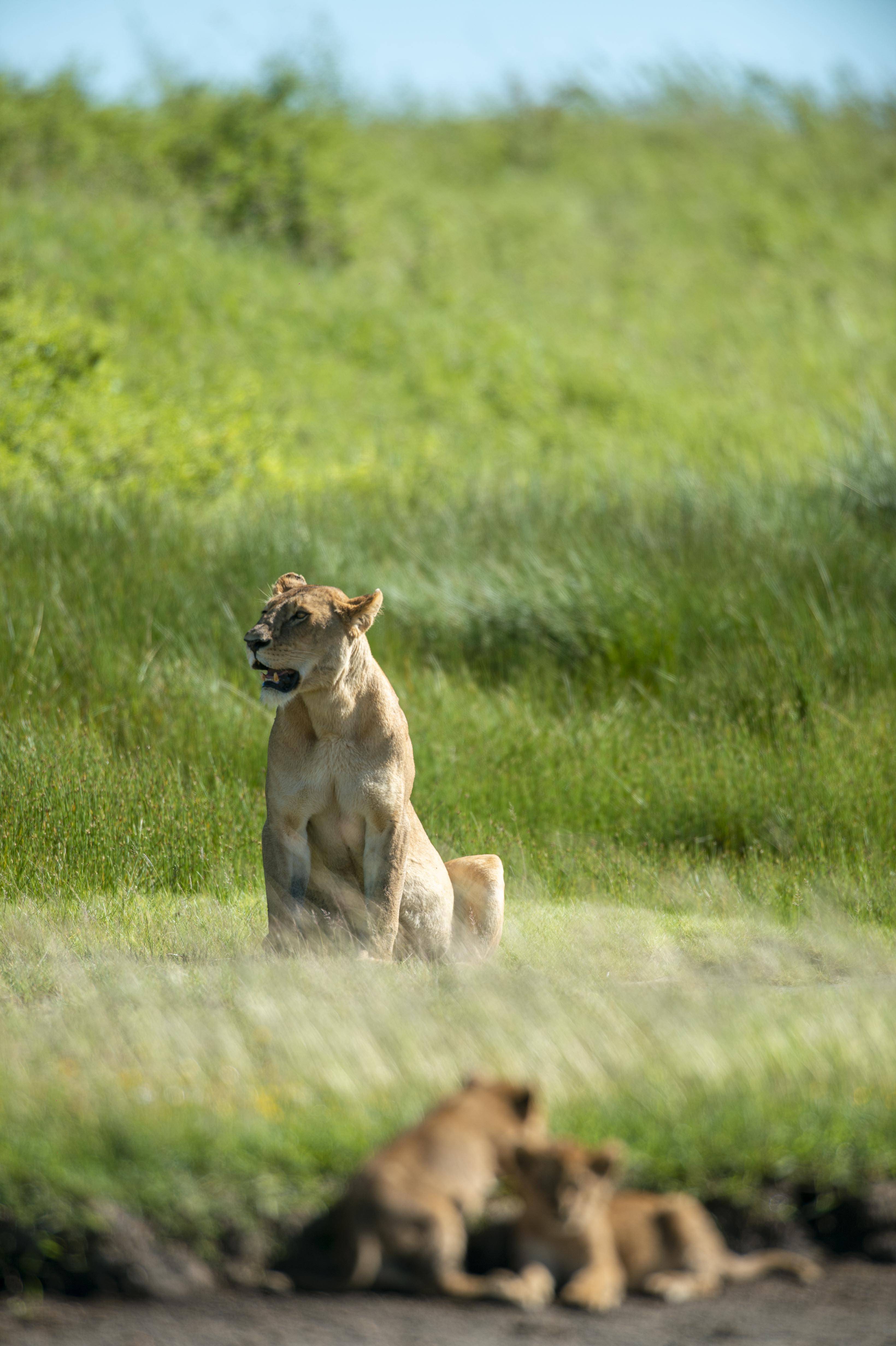 Family safari guests in Tanzania's wilderness