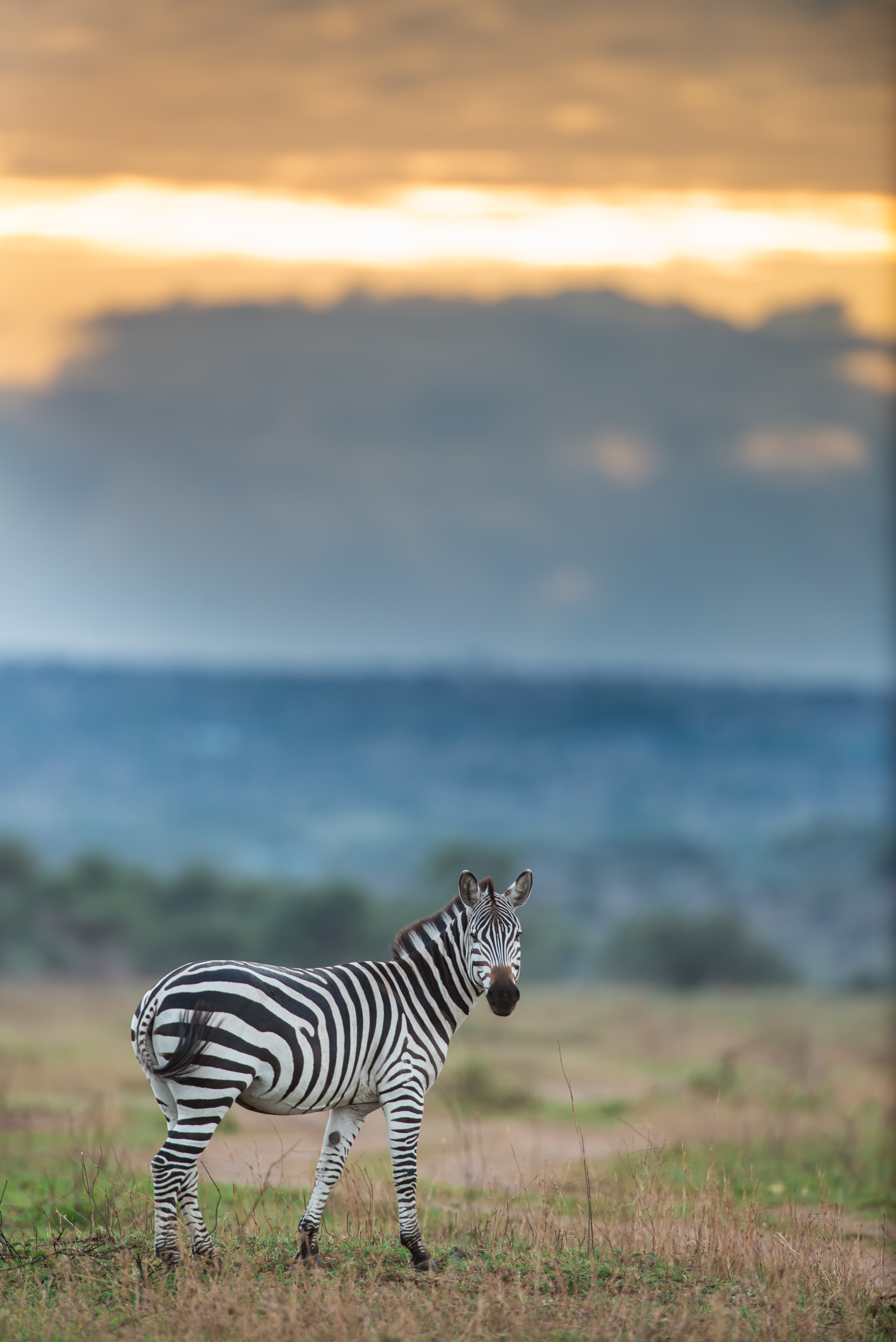 Private safari guests enjoying Tanzania's wilderness