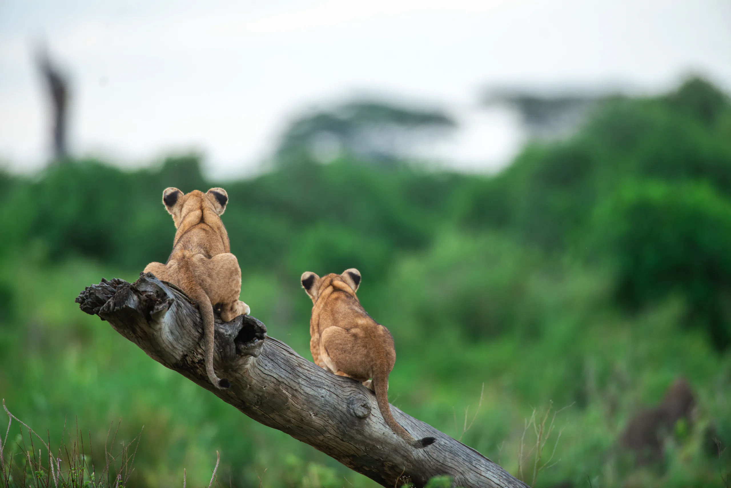 Family travellers enjoying time together on safari