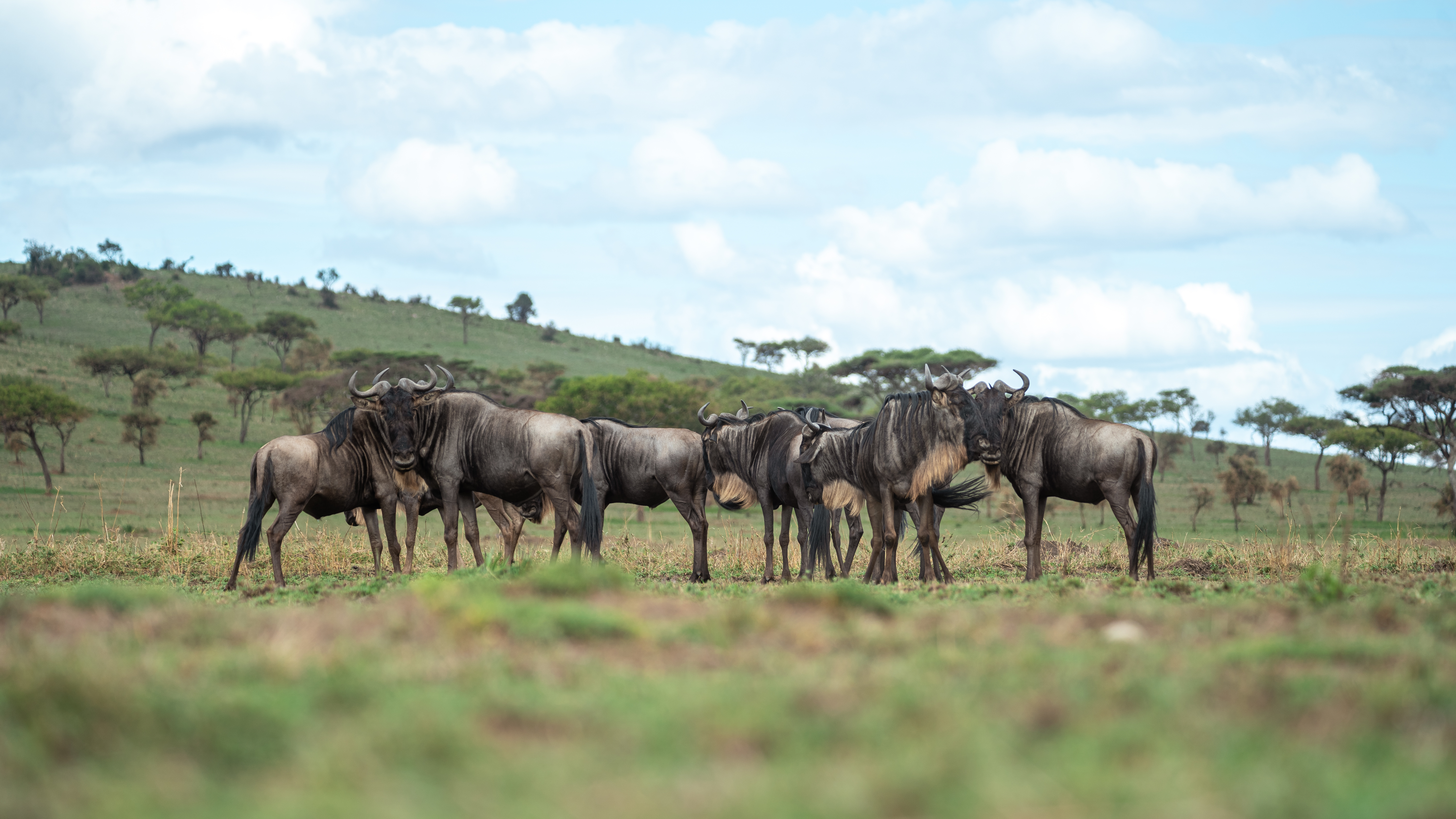 Zebras moving through the golden grass of Tanzania