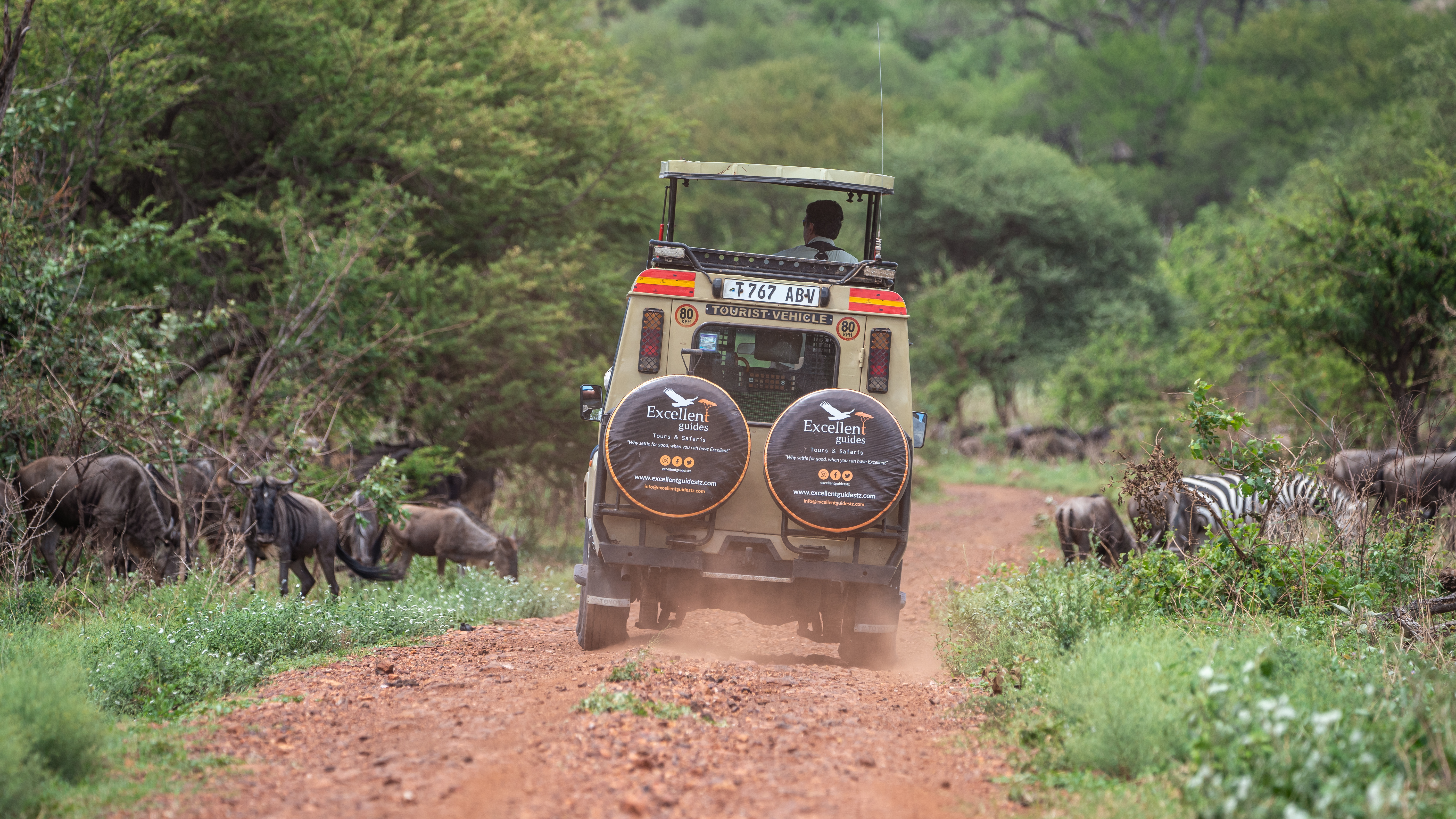 An Excellent Guides safari vehicle travelling through the wilderness beside wildebeest and zebra