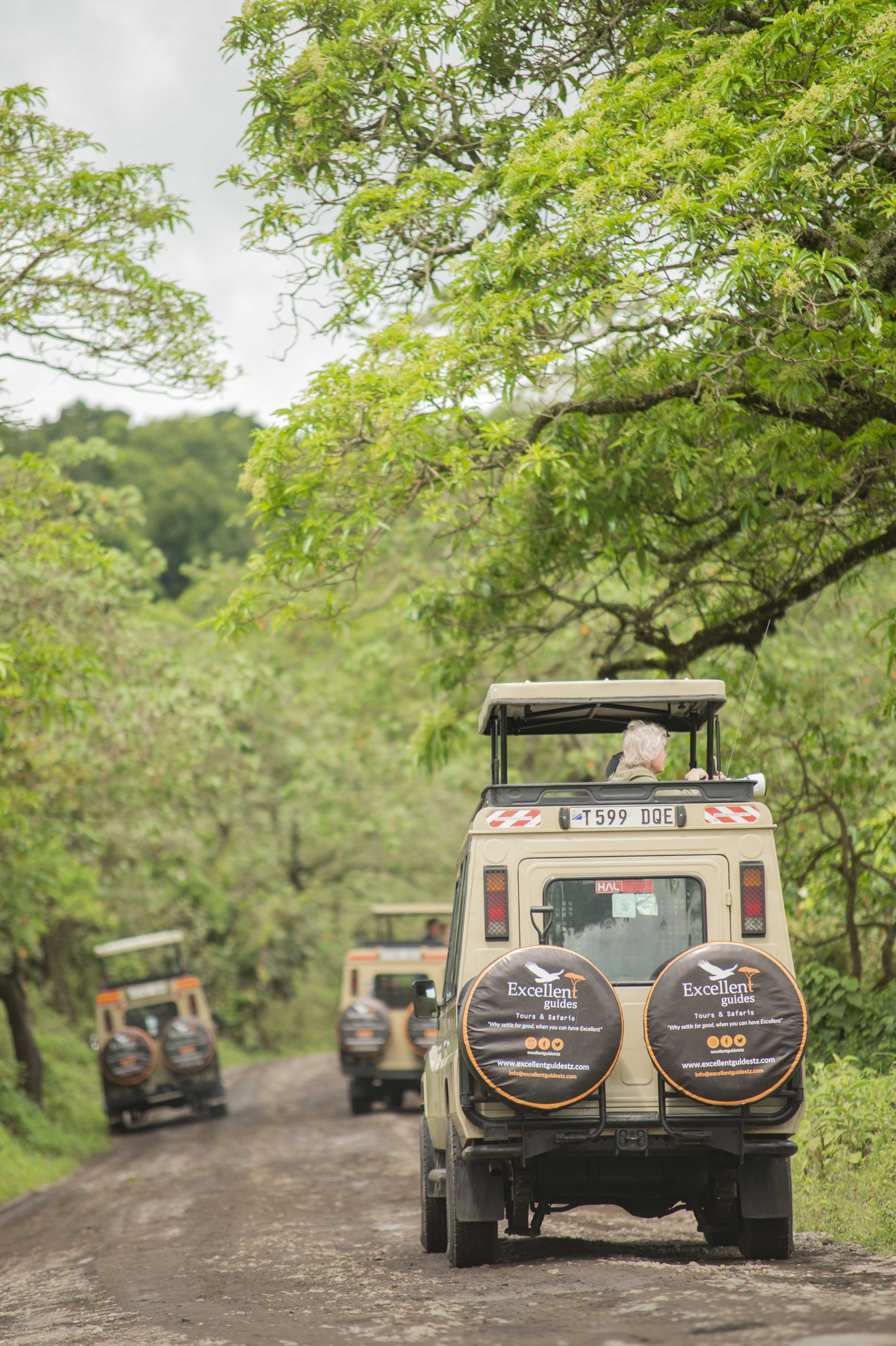 A considered wildlife moment on a Tanzania safari