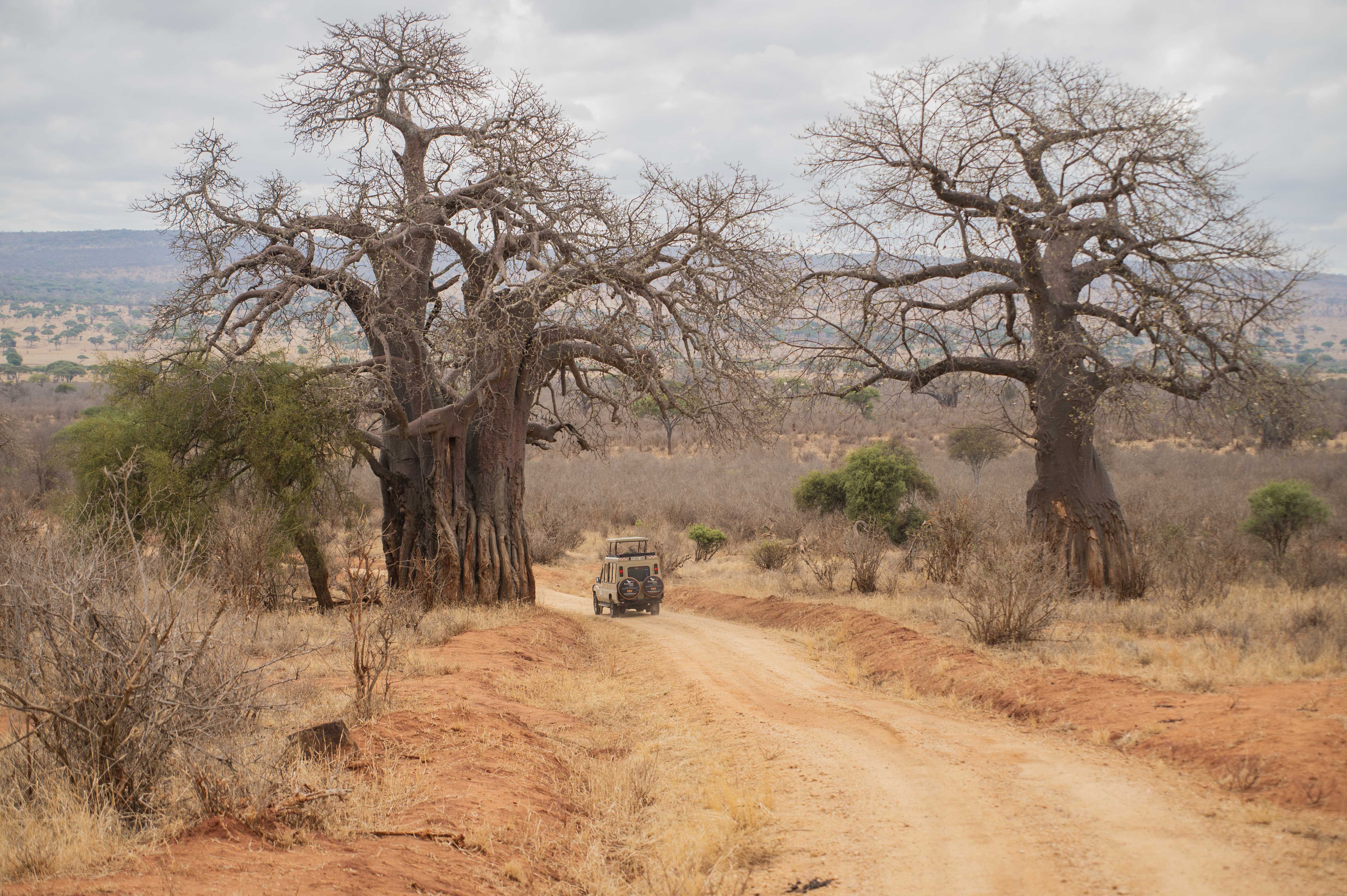 Safari vehicle driving between baobab trees in Tanzania