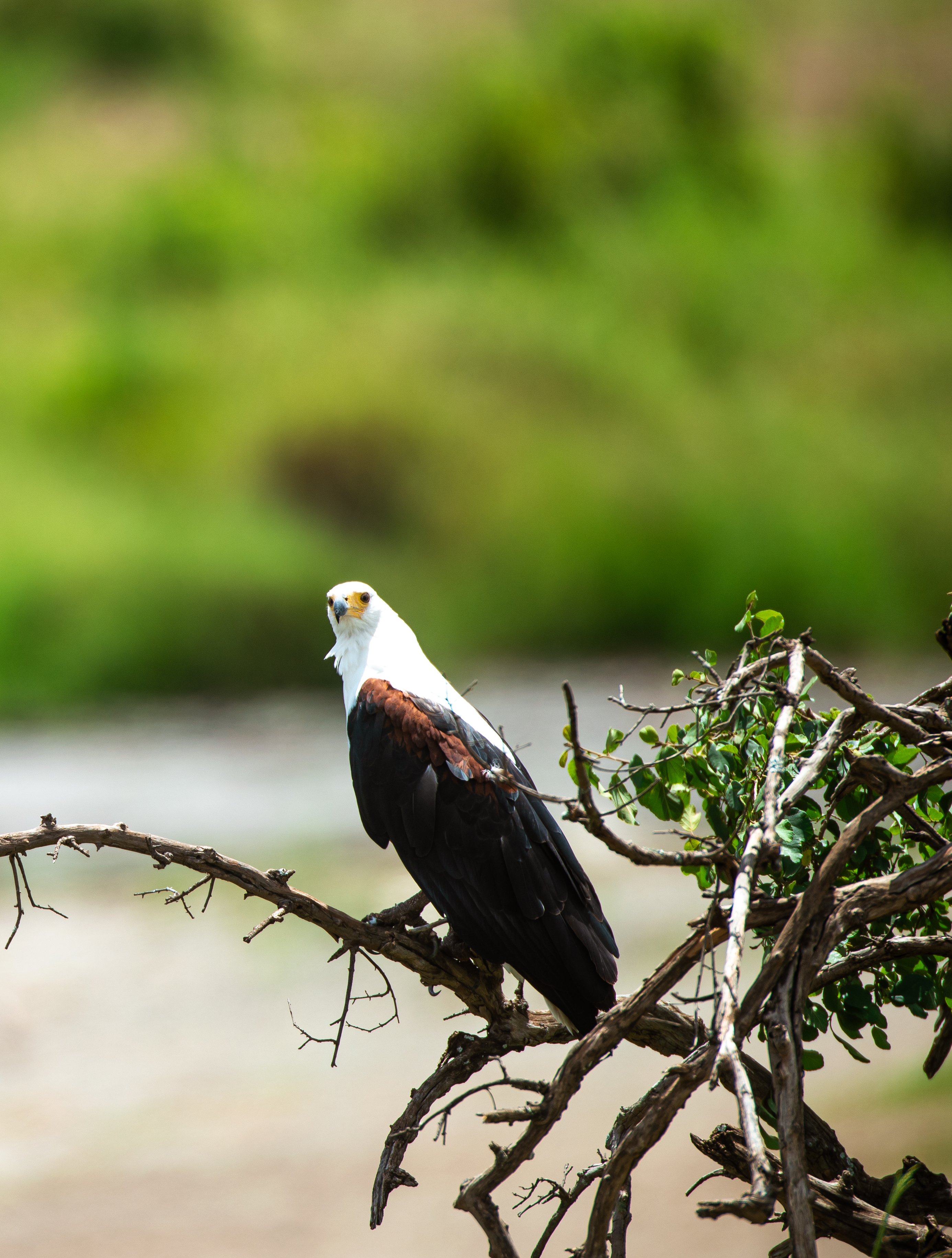 A falcon captured during a Tanzania photography safari