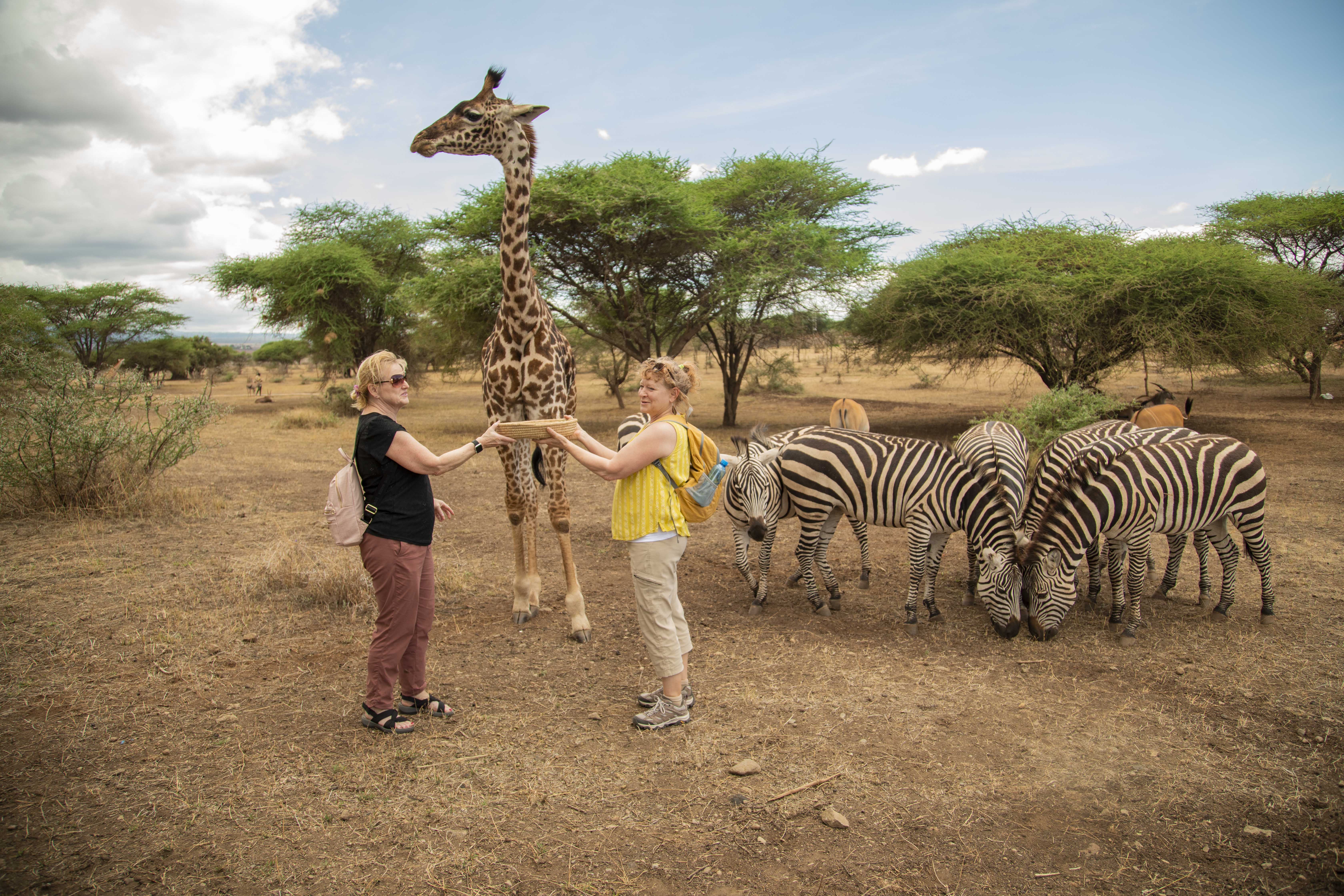 Guests sharing a wildlife moment among giraffes and zebras
