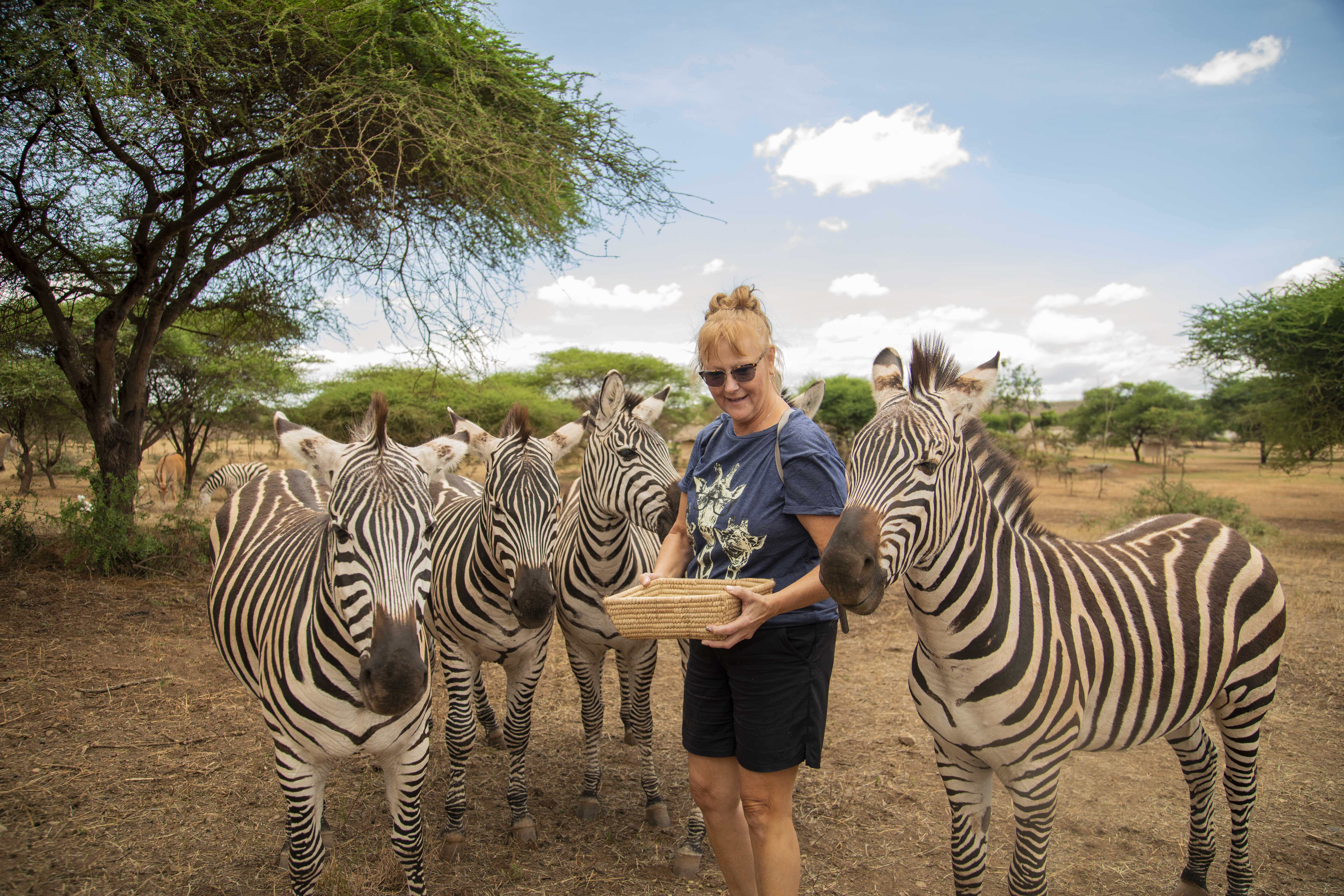 A guest surrounded by zebras beneath acacia trees