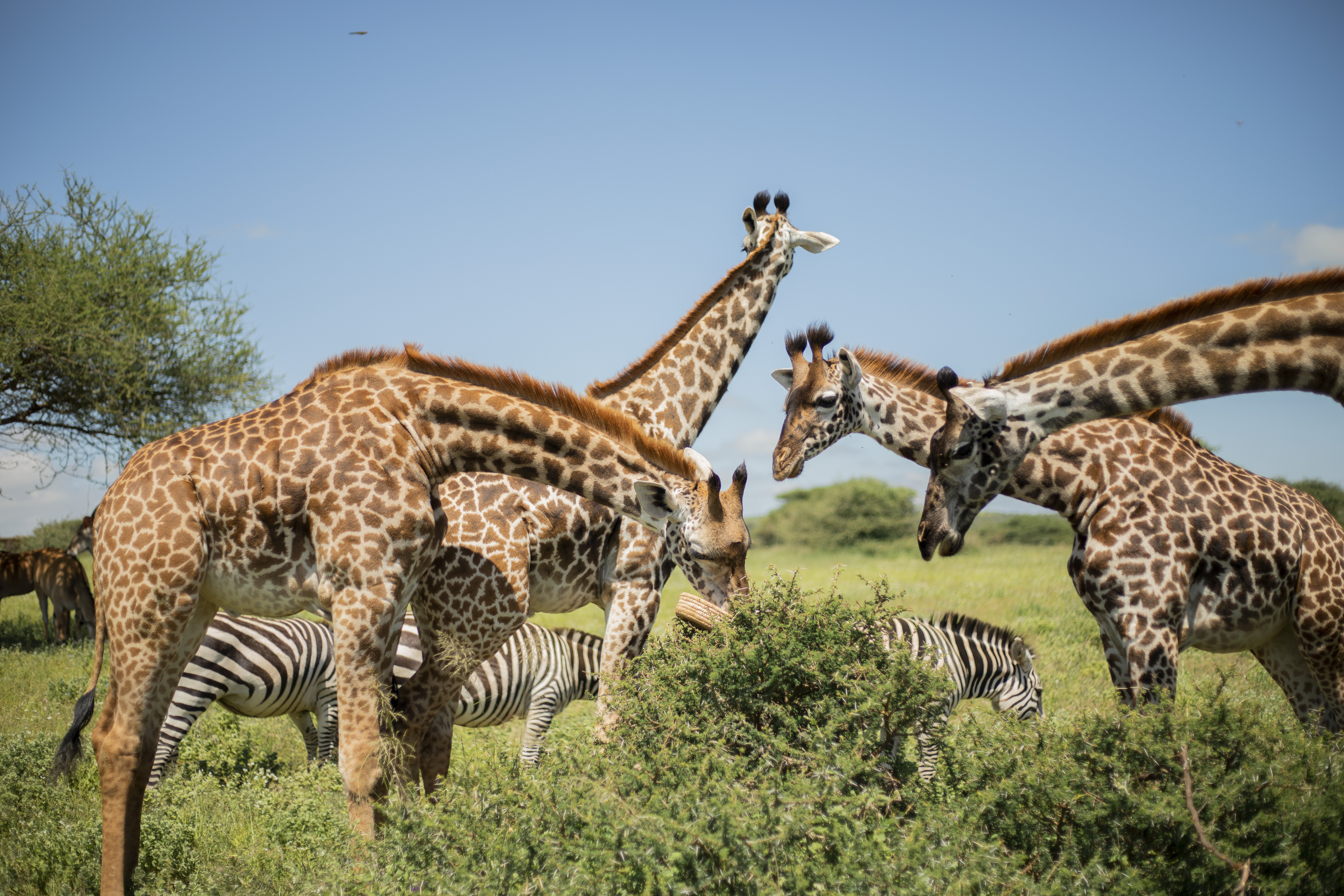 Guests beside a safari vehicle in Tanzania