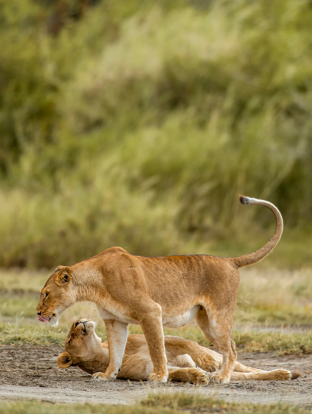 A romantic luxury safari moment in Tanzania