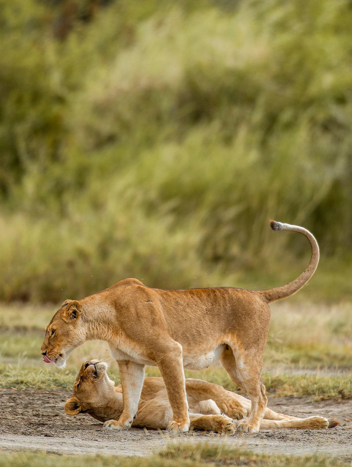 A romantic luxury safari moment in Tanzania