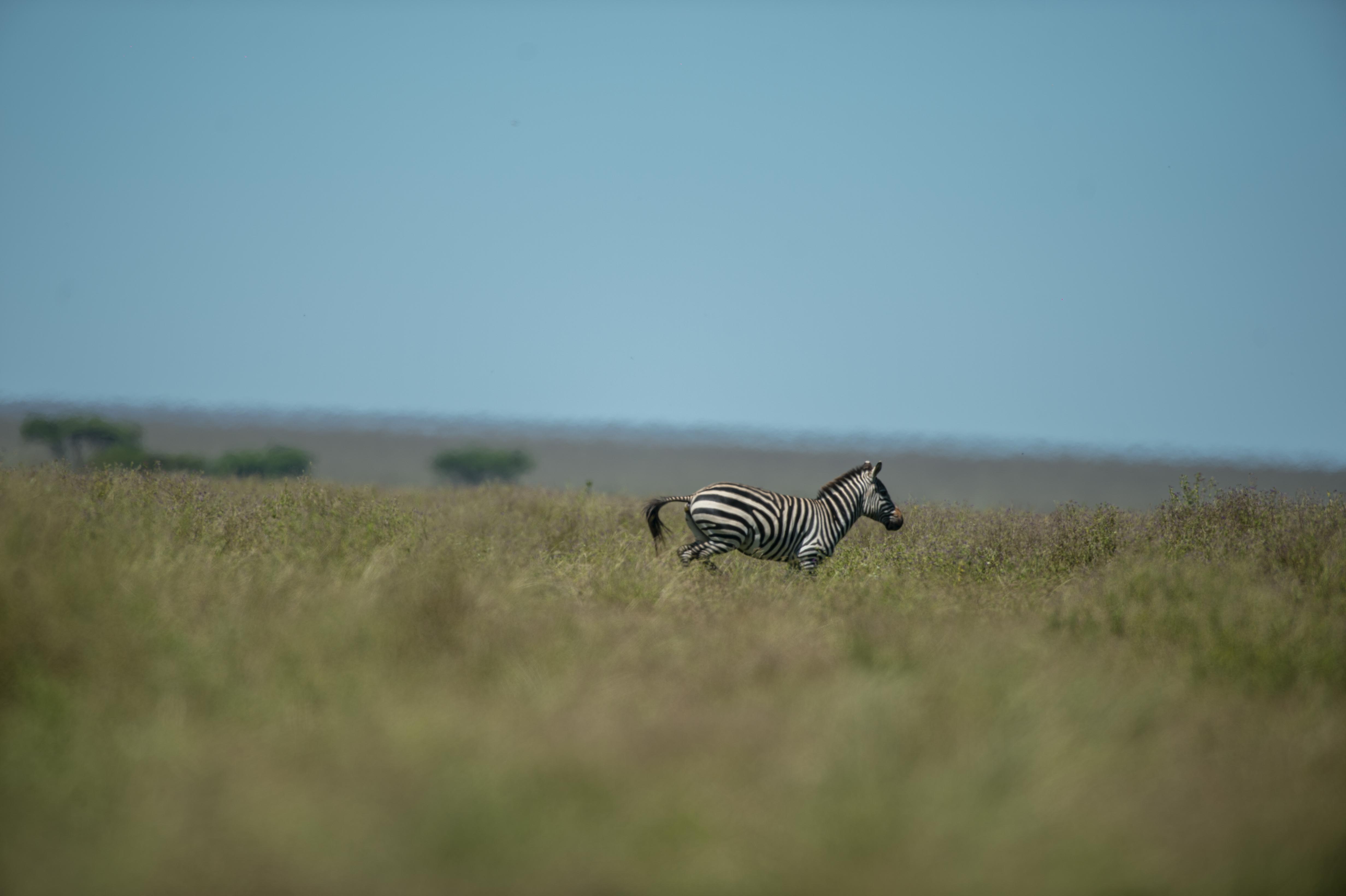A zebra moving through the central Serengeti grasslands