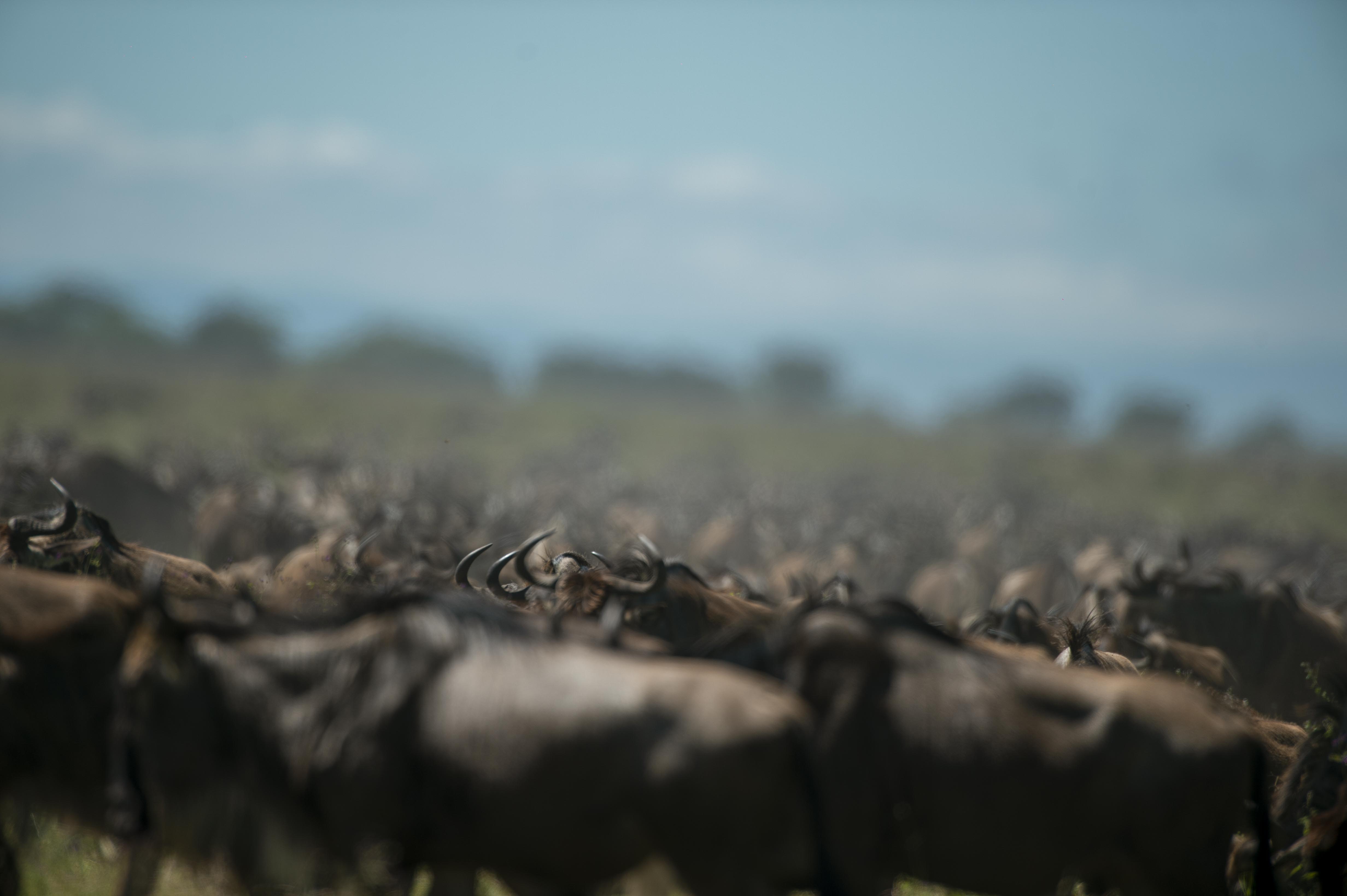 A vast wildebeest herd moving across the Serengeti