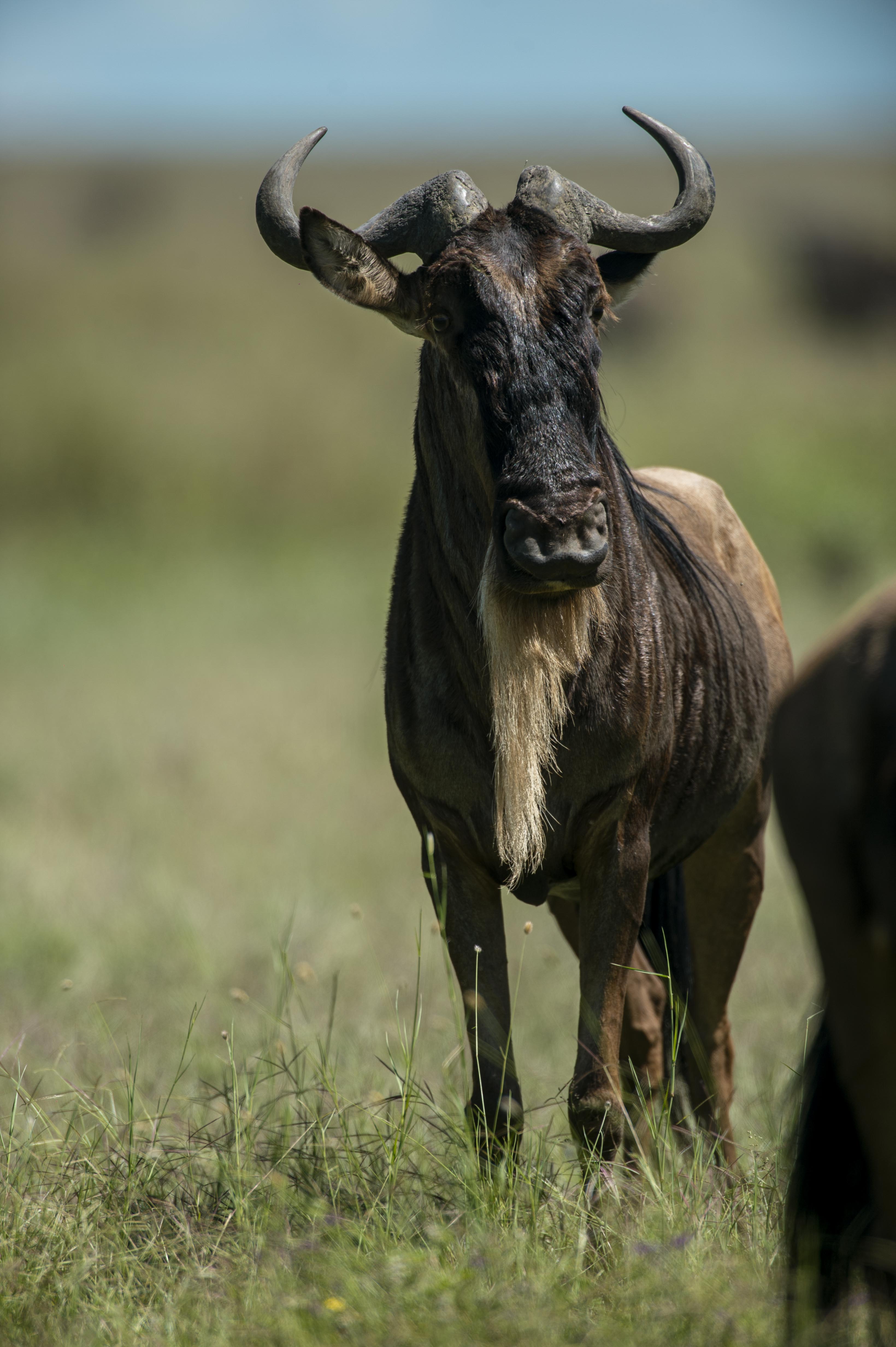 A wildebeest standing in the grasslands of the Serengeti