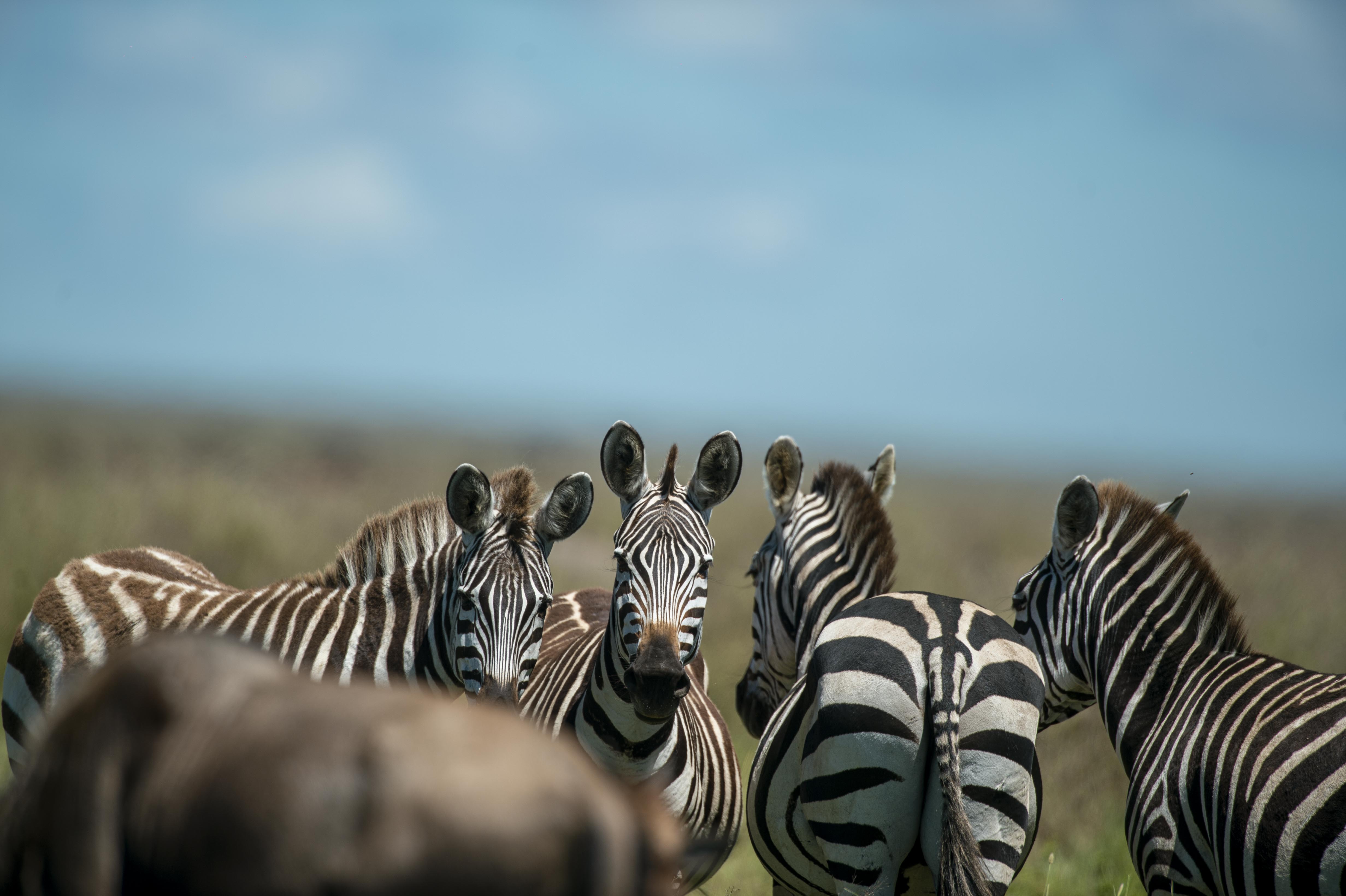 Wildebeest and zebra moving across the Serengeti plains