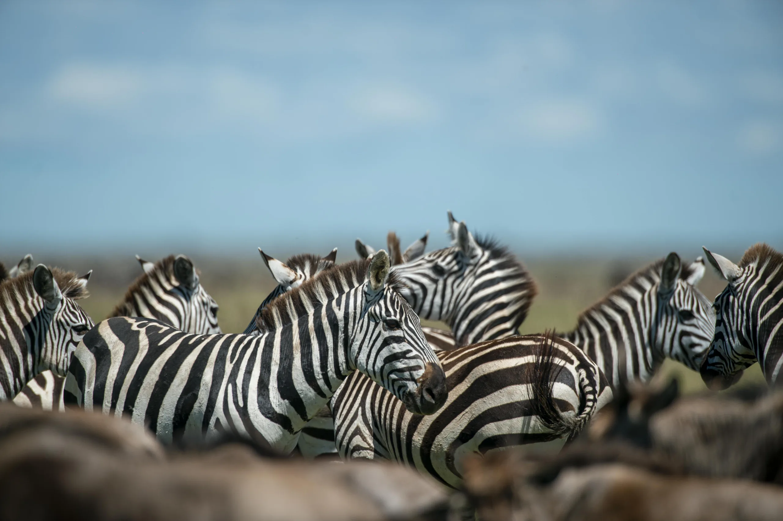 Wildebeest and zebra moving through the Serengeti during the Great Migration