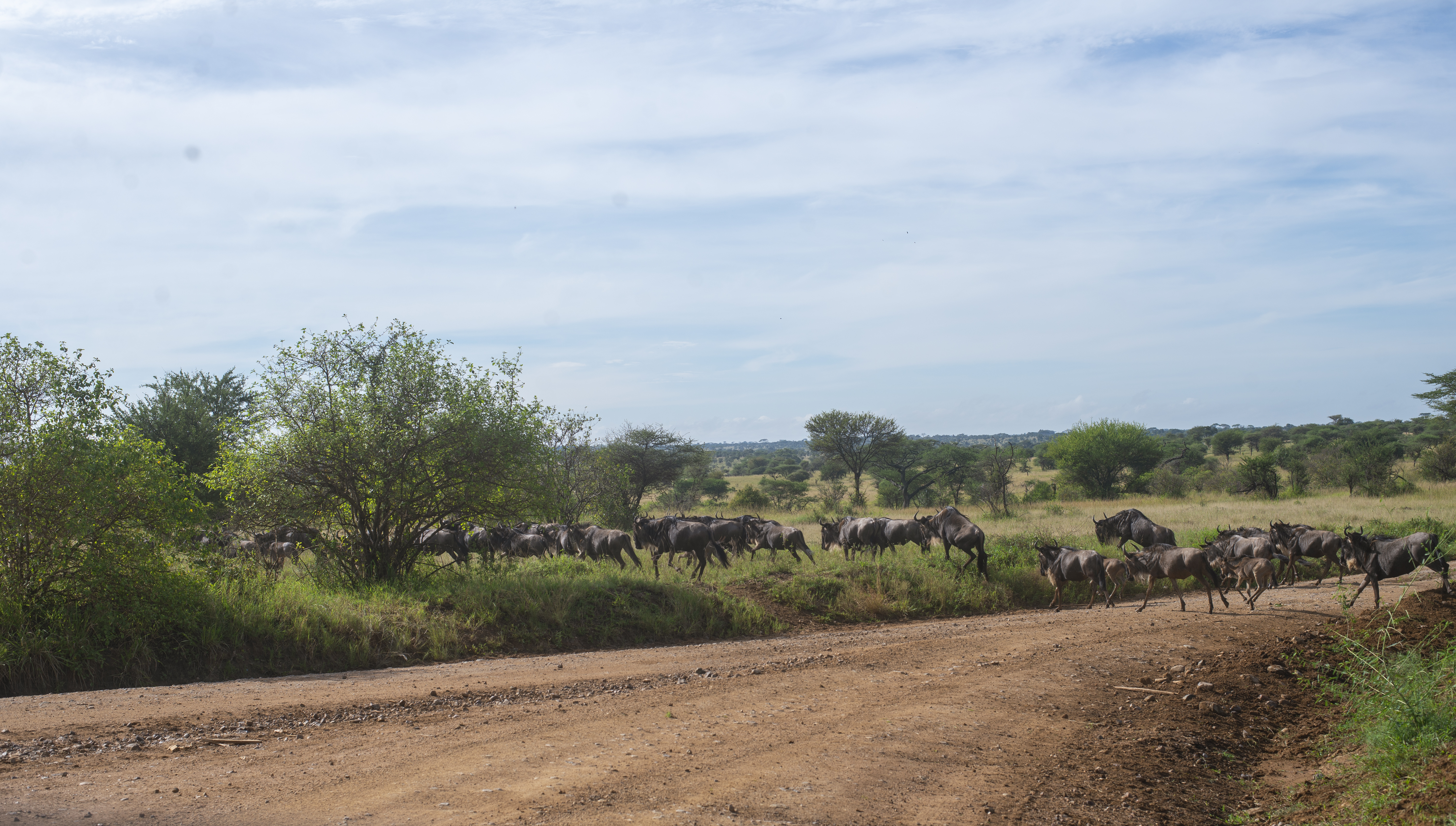 Wildebeest moving through the open grasslands of southern Serengeti