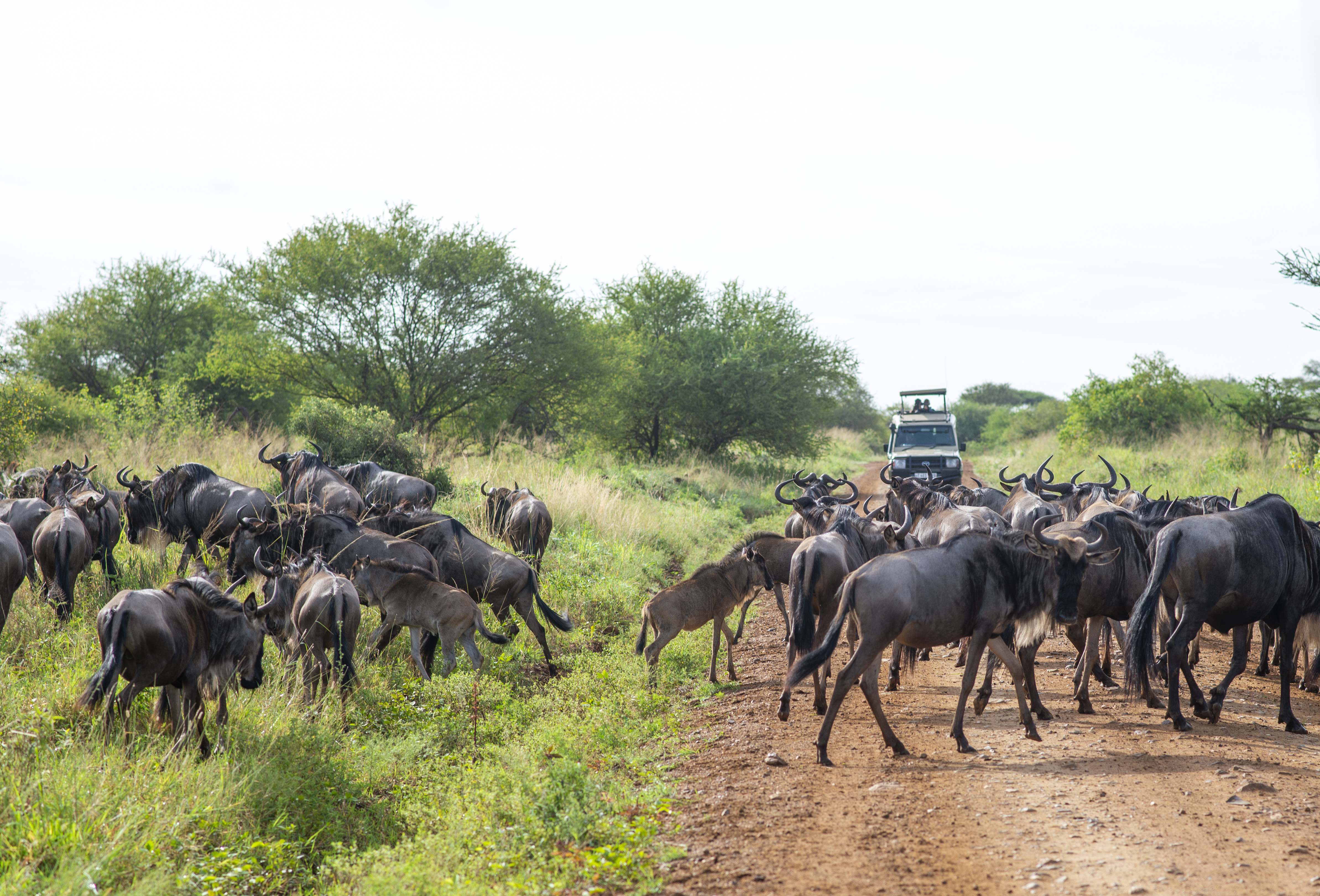 Wildebeest herd moving across the Serengeti