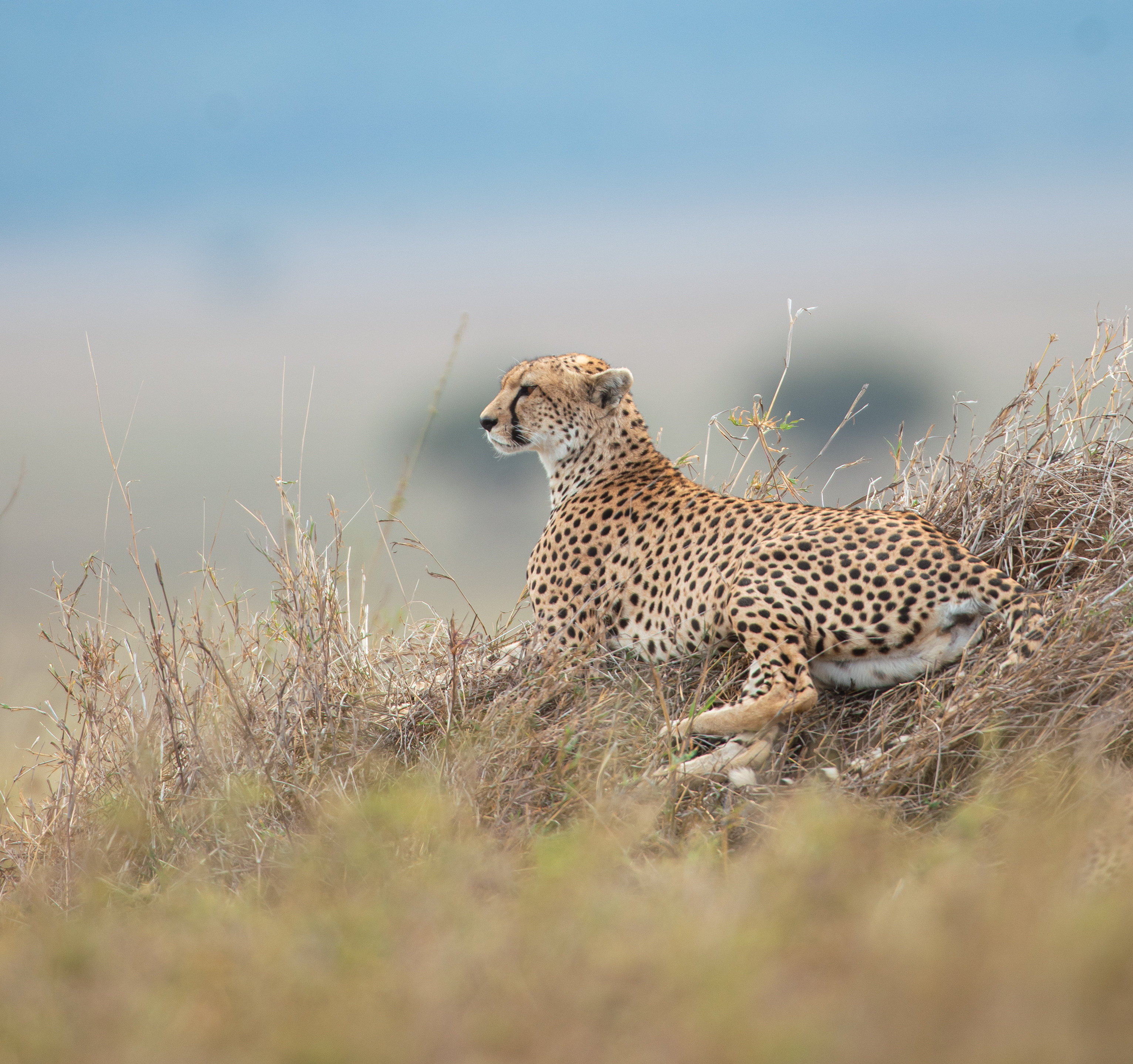 Guests enjoying a private safari experience in East Africa