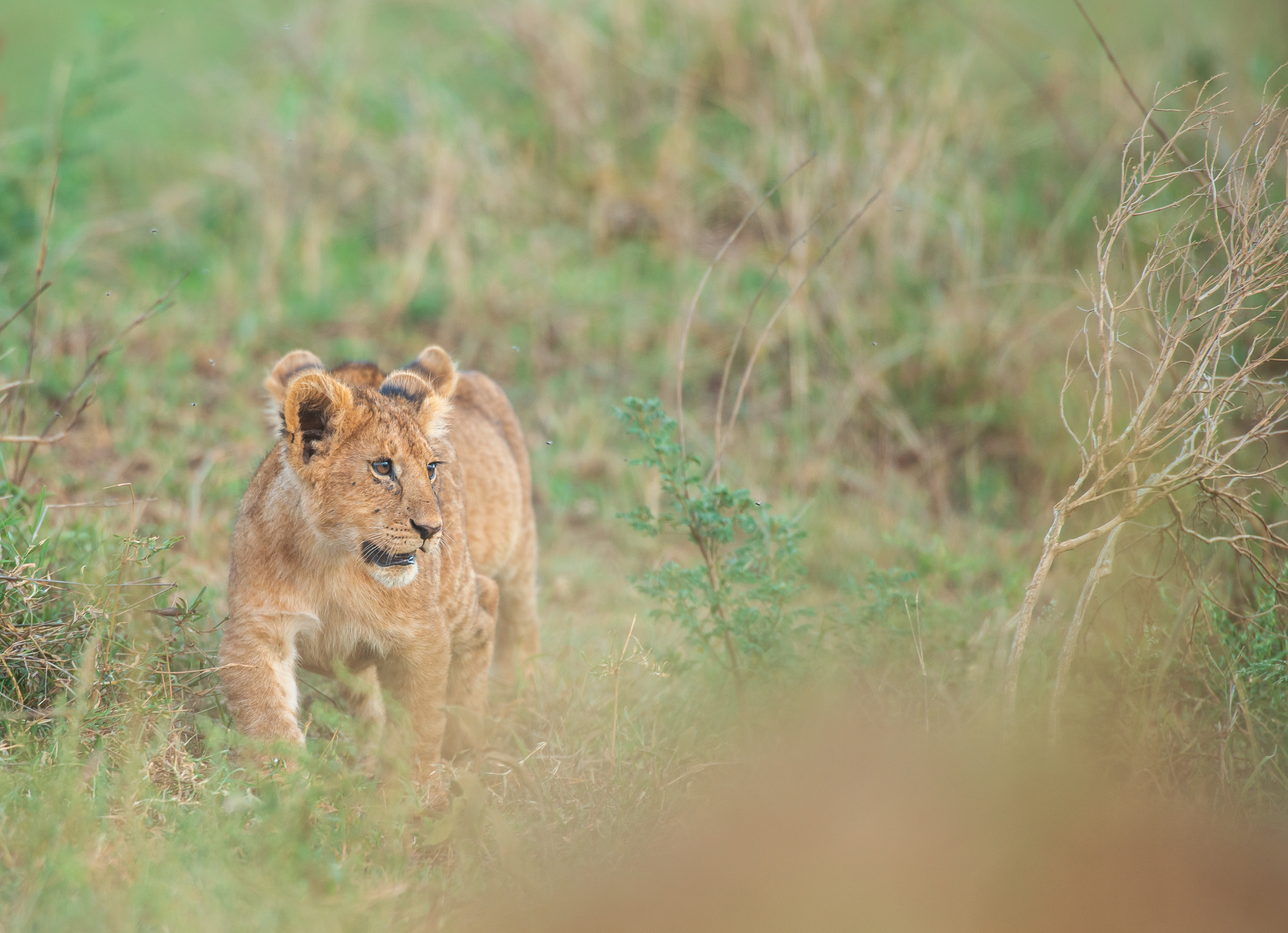 Guests enjoying a private safari in Tanzania