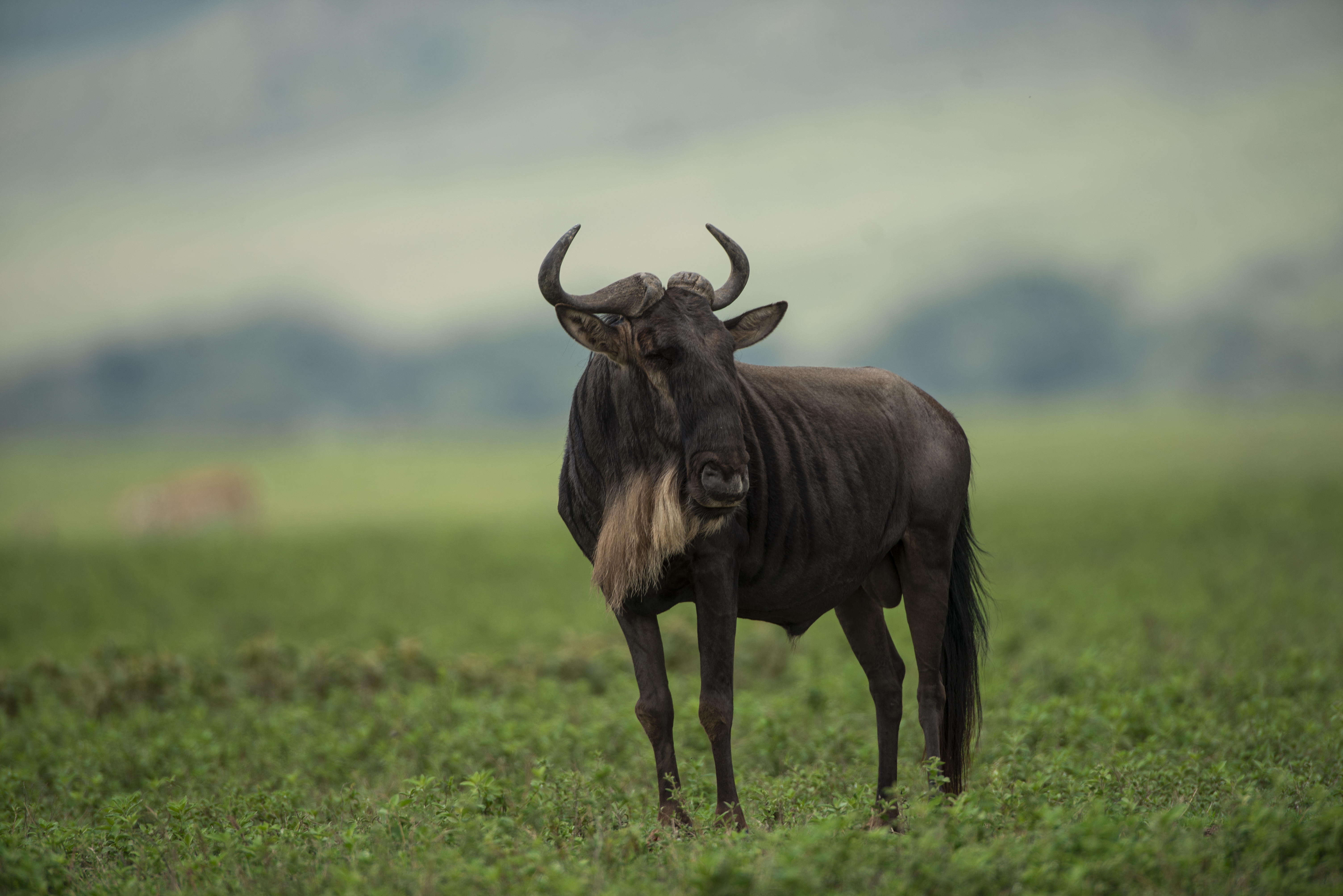 A wildebeest standing in the Serengeti grasslands