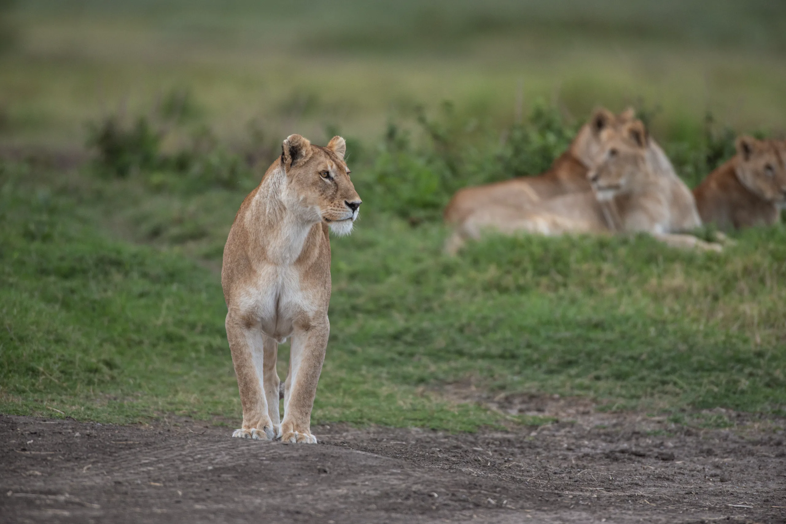 Wildlife on a luxury Tanzania safari