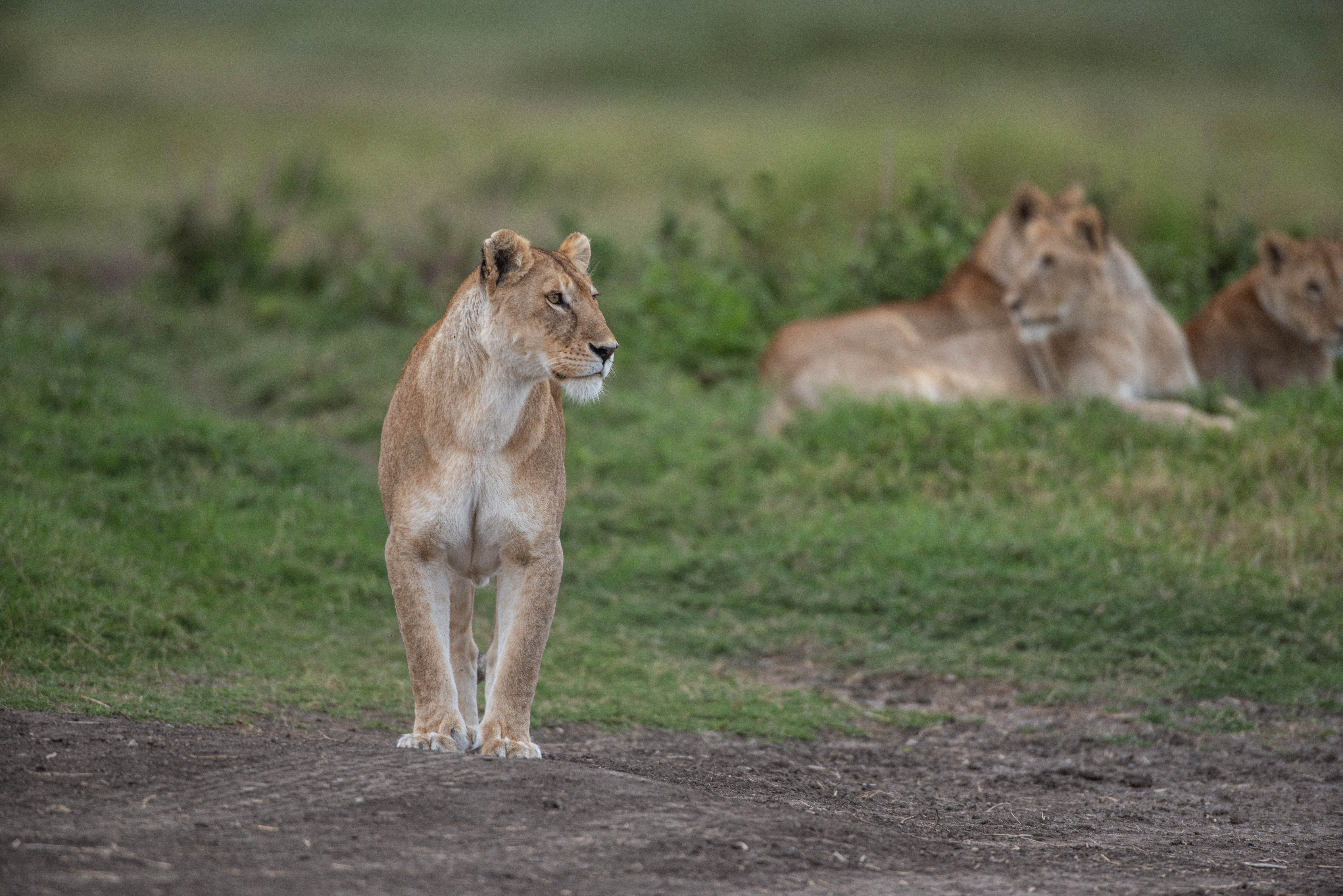 Wildlife on a luxury Tanzania safari