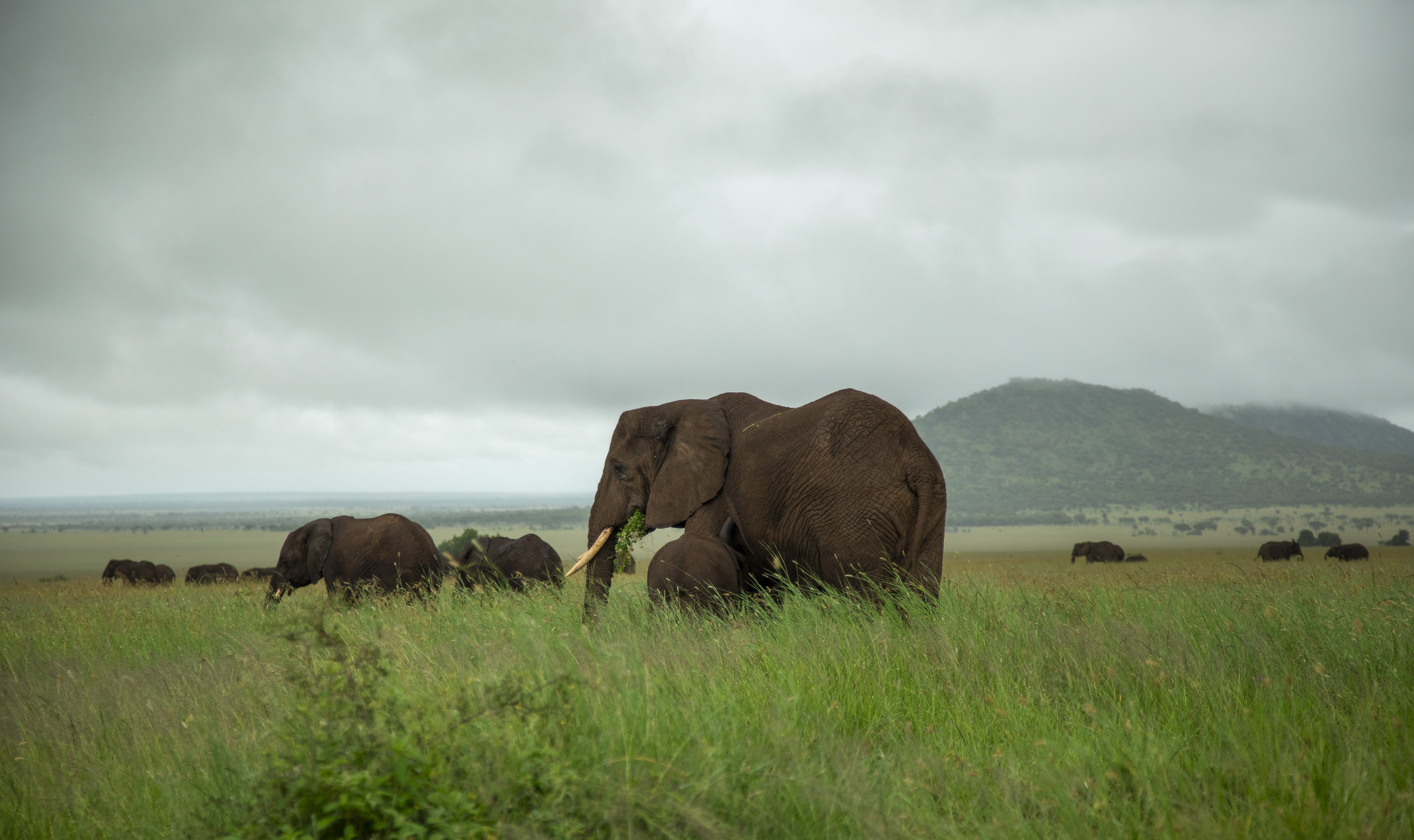 Elephants gathered beneath baobab trees in Tarangire