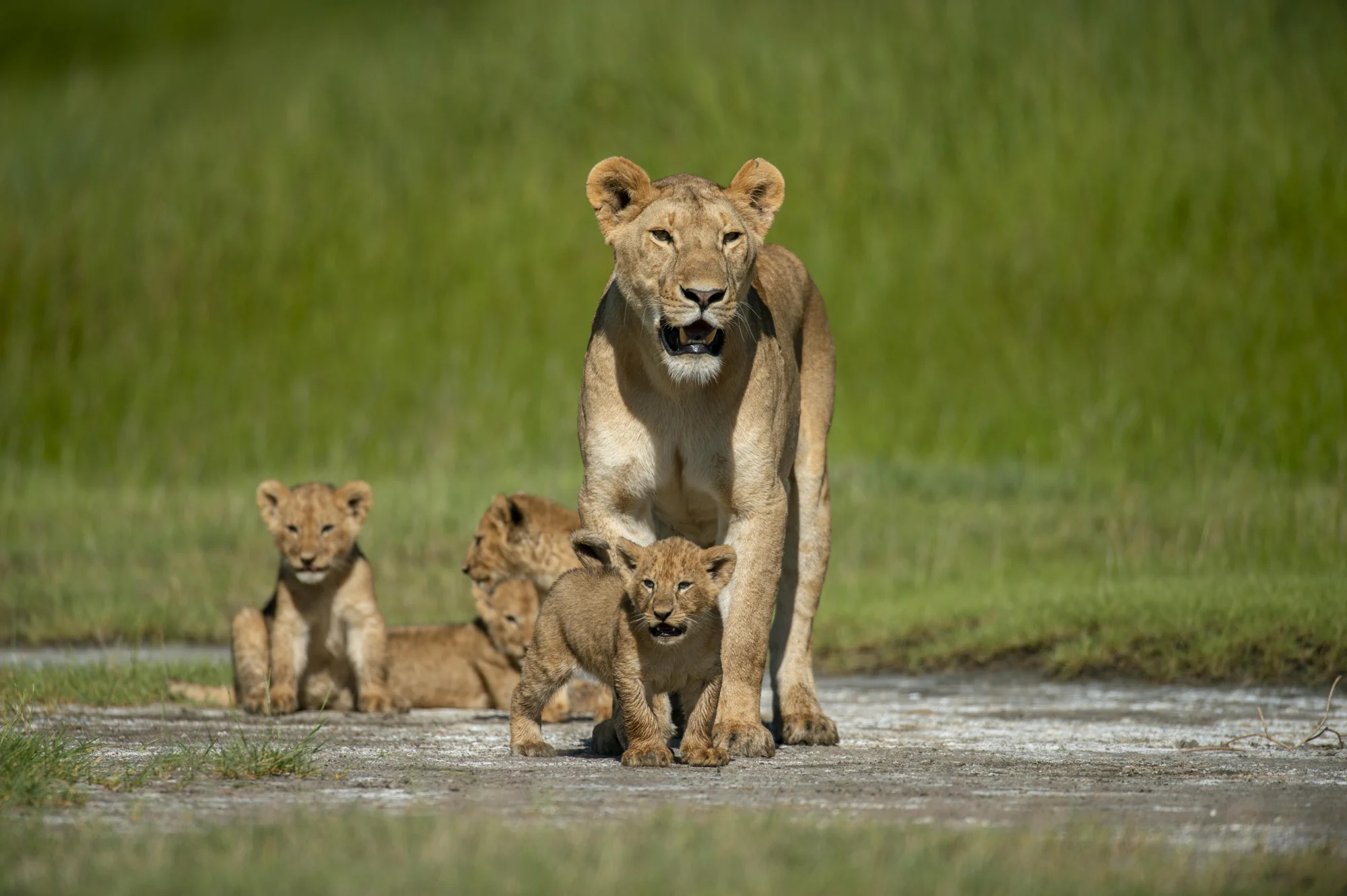 A lioness with three cubs on a grassy track